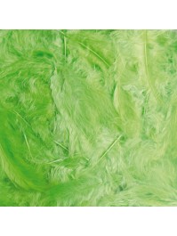 BOITE PLUMES VERT LIME 100G