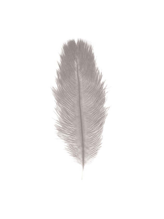 1 LIGHT GREY OSTRICH FEATHER 55-60CM