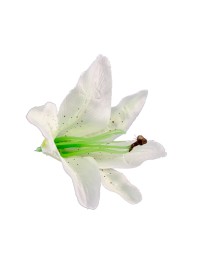 SET 6 WHITE TIGER LILY HEADS 13CM X 12CM