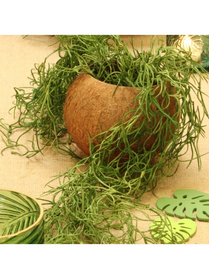 NOIX DE COCO ENV DIA 13CM X 10CM