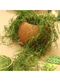 NOIX DE COCO ENV DIA 13CM X 10CM