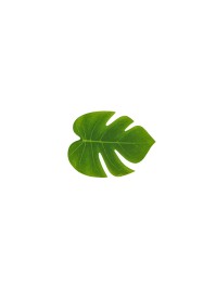 SET 6 TROPICAL LEAVES 15CM X 12CM