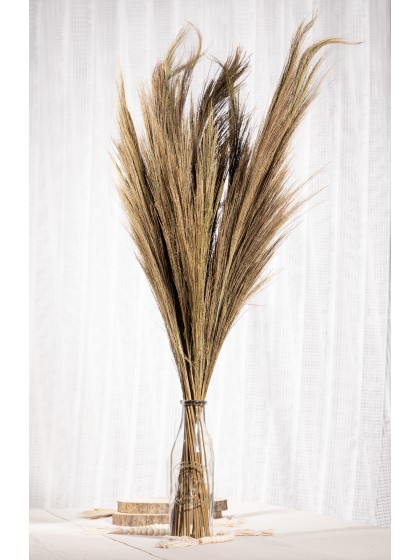 BOUQUET PAMPA GRASS 250G NATUREL 110CM