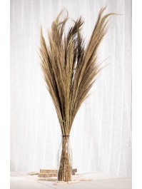 BUNCH OF NATURAL PAMPA GRASS 250GR 110CM