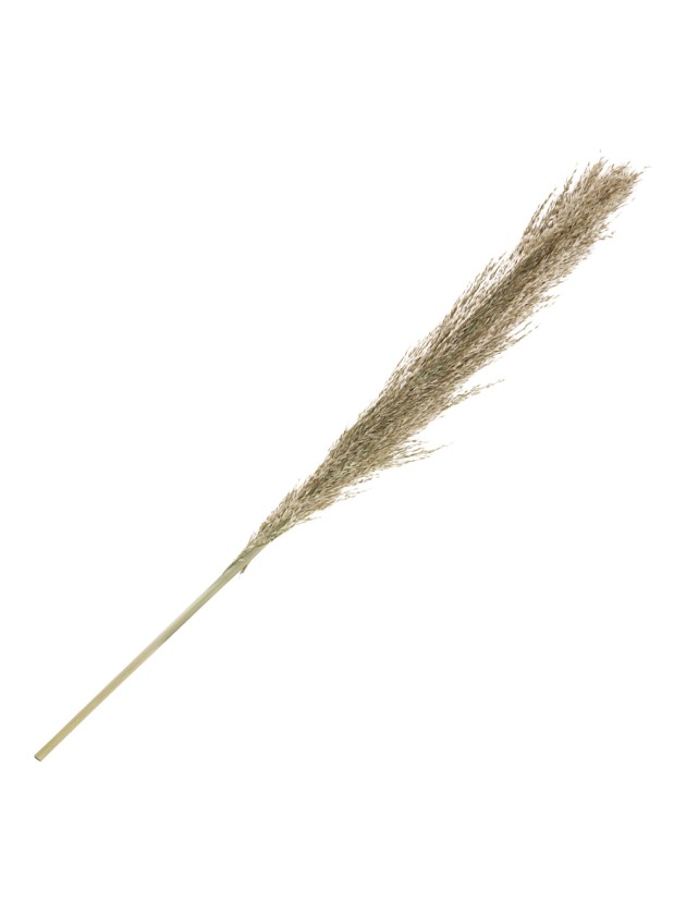 PAMPA GRASS NATURELLE  115CM