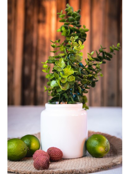 DIANE GREY CERAMIC VASE DIA 11CM X 12CM