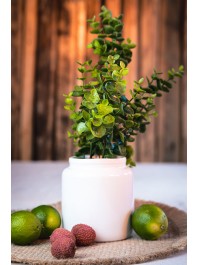 DIANE GREY CERAMIC VASE DIA 11CM X 12CM