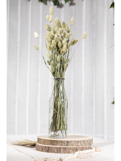 BOUQUET PHALARIS NATUREL VERT ENV 130GR ENV 70CM  