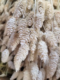 BUNCH OF PHALARIS MISTY WHITE +/- 60GR +/- 64CM