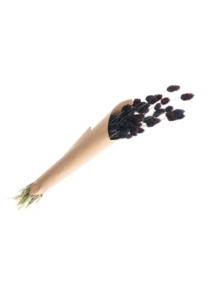 BUNCH OF PHALARIS BROWN +/- 35GR +/- 60CM