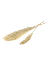 REED PLUME 110CM BLEACHED WHITE 