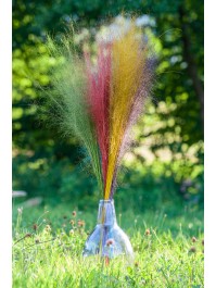 BOUQUET 50PCS MUEHLENBECKIA ROUGE 85-90CM