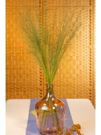 BOUQUET 50PCS MUEHLENBECKIA VERT 85-90CM