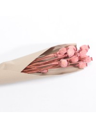 BUNCH OF PINK PAPAVER 90GR +/- 60CM