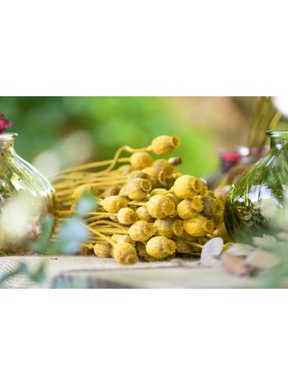 BOUQUET PAPAVER JAUNE ENV 90GR ENV 60CM