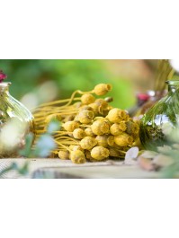 BUNCH OF YELLOW PAPAVER 90GR +/- 60CM