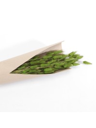 BQT LAGURUS OVATUS VERT ENV 100GR ENV 72CM