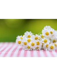 BUNCH OF WHITE DAISY 27CM