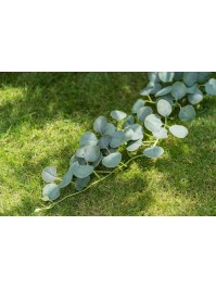 DESCENTE EUCALYPTUS 173CM