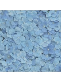 PANNEAU FLORAL FLEURS HORTENSIA BLEU 60CM X 40CM X 5CM