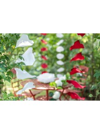 GARLAND WITH 10 BIG WHITE ROSE PETALS 28CM X 28CM X 180CM