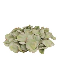 SACHET 250 PETALES DE ROSES 3D VERT NENUPHAR ENV 4CM X 4CM