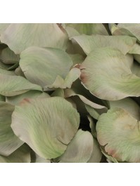 BAG OF 250 3D WATERLILY GREEN ROSE PETALS AROUND 4CM X 4CM