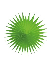 SET 3 FANS 17CM ANISE GREEN 