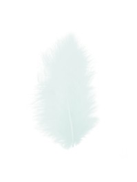 5 FEDERN GRÜN PASTELL 10-15CM