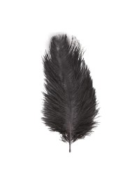 1 STRAUSSENFEDER SCHWARZ 55-60CM
