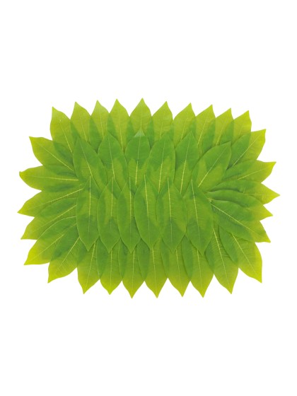 TISCHDEKORATION BLÄTTER PACHIRA 60CM X 45CM