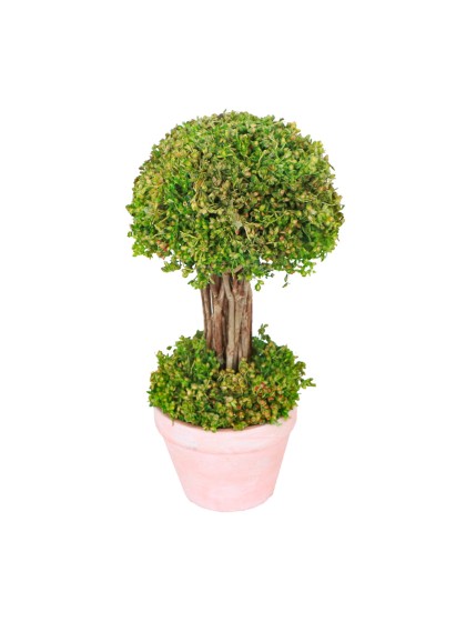 ARBUSTE VERT DANS POT DIA 12CM X 21.5CM