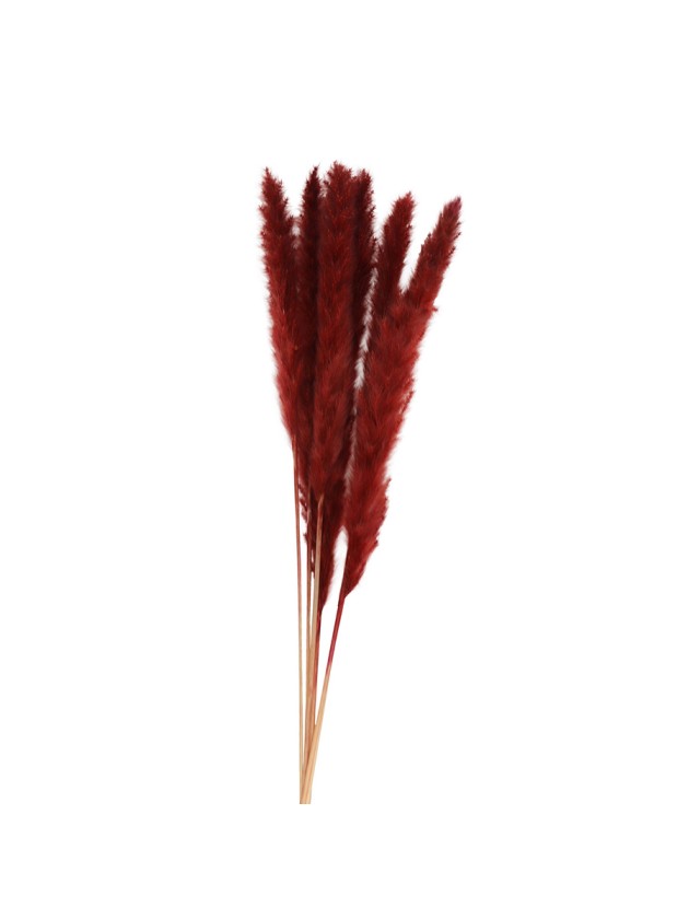 BUNCH 6 BURGUNDY PAMPA FLOWERS 65-75CM