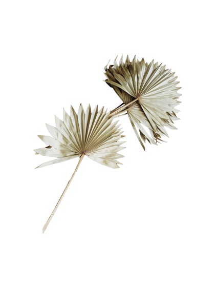 10 FEUILLES DE PALMIER NATUREL 55CM