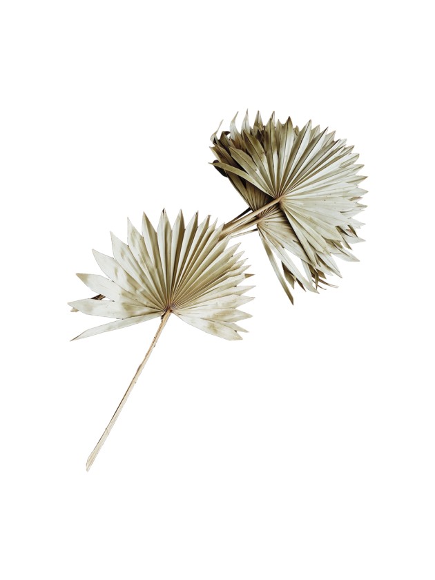 10 FEUILLES DE PALMIER NATUREL 55CM