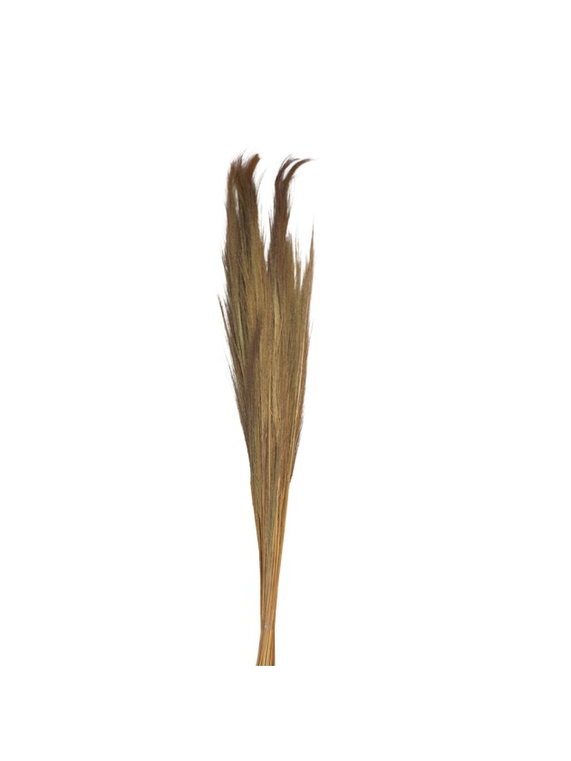 BOUQUET PAMPA GRASS 250G NATUREL 110CM