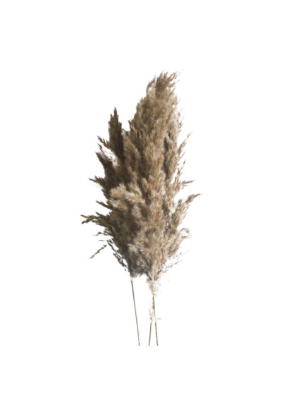 BUNCH OF 5PC REED GRASS 70CM