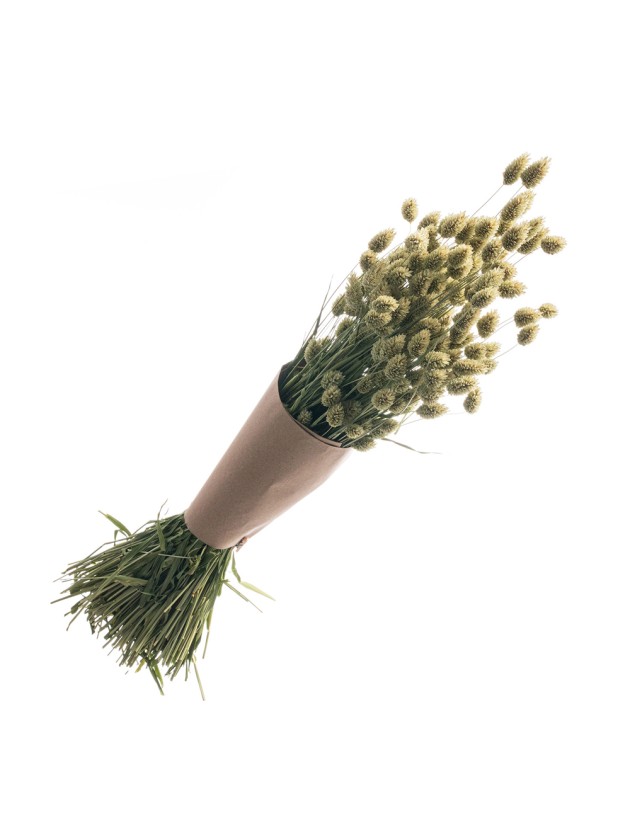 BLUMENSTRAUSS PHALARIS NATUR GRÜN CA. 130GR CA. 70CM  