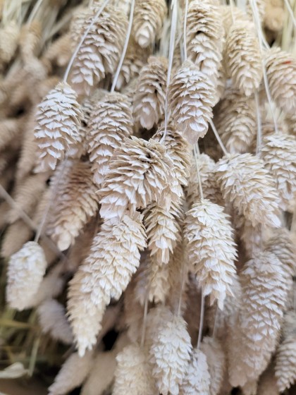 BLUMENSTRAUSS PHALARIS WEISS MISTY CA. 60GR CA. 64CM