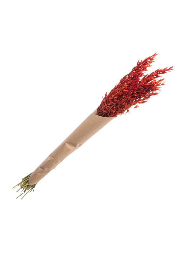 BUNCH HAVER AVENA BURNT ORANGE +/- 65GR +/- 65CM