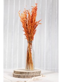 BUNCH HAVER AVENA BURNT ORANGE +/- 65GR +/- 65CM