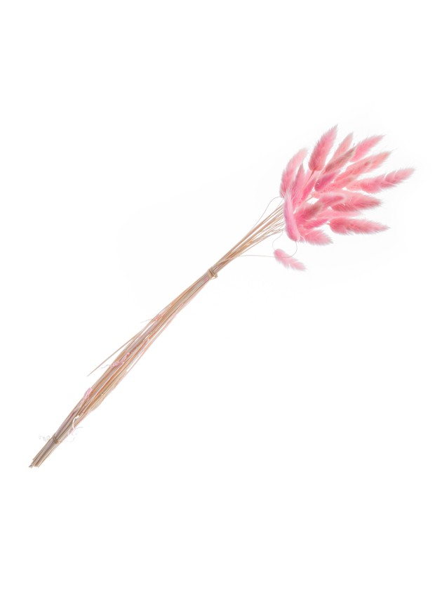 BUNCH OF 25 PCS LAGURUS PINK 50-60CM