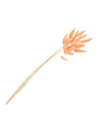 BUNCH OF 25 PCS ORANGE LAGURUS 50-60CM