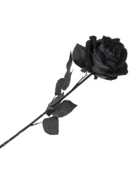 STIEL ROSA SCHWARZ HALLOWEEN 65CM