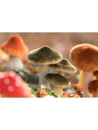 3 CHAMPIGNONS VERTS FORESTIER SUR SOCLE MOUSSE 12CM X 14CM X 17CM
