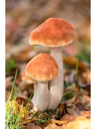 3 ORANGE MUSHROOMS ON MOSS BASE 12CM X 9.5CM X 17CM