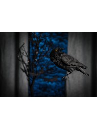 CORBEAU NOIR RESINE SUR SUPPORT 15CM X 21CM X 44CM