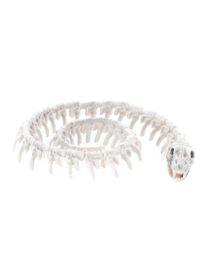 PE SNAKE SKELETON 20CM X 16.5CM X 3.5CM