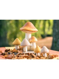 2 CHAMPIGNONS BRUNS MAGNESIE 21CM X 19CM X 30CM