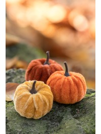 FILET DE 9 CITROUILLES VELOURS - 3 COL ASS DIA 5CM X 6CM